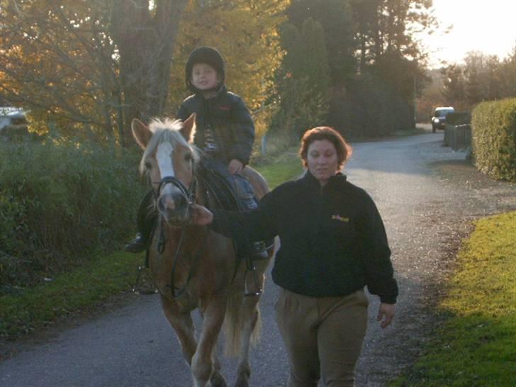 Haflinger Tembo R.I.P billede 3