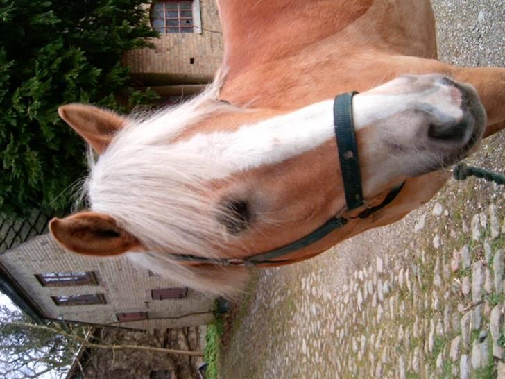 Haflinger Tembo R.I.P billede 6