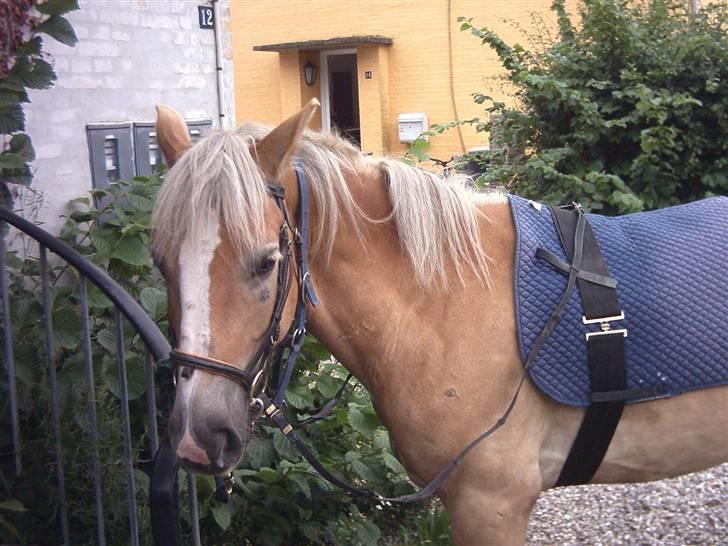 Haflinger Tembo R.I.P billede 8