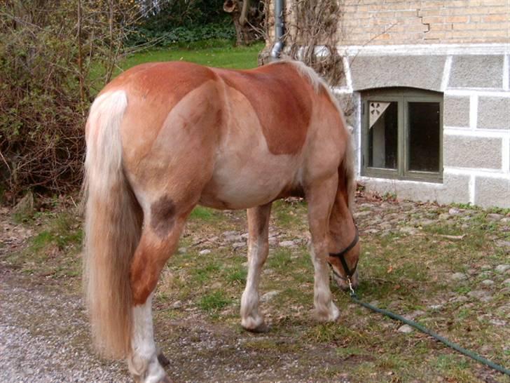 Haflinger Tembo R.I.P billede 7