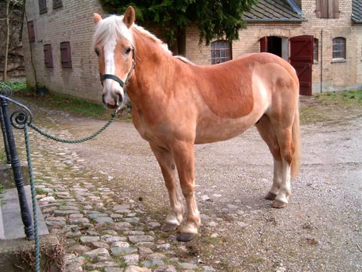 Haflinger Tembo R.I.P billede 10