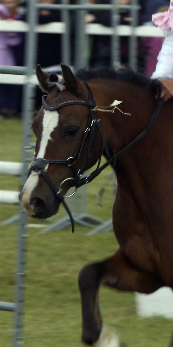 Welsh Pony (sec B) Velvet *SAVNET* - #2# Foto:  Min far :i billede 3