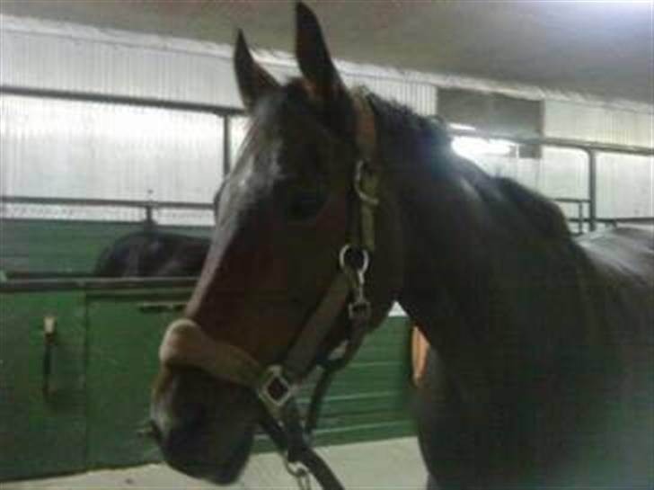 Anden særlig race Sheza - Leveret tilbage   billede 1