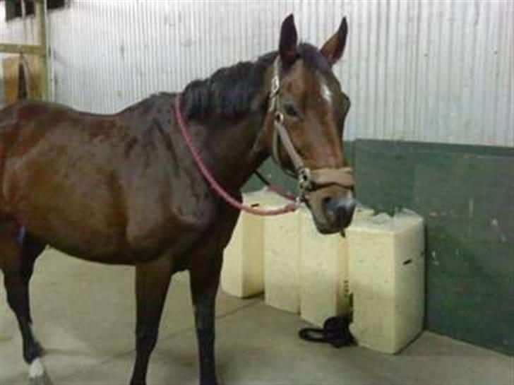 Anden særlig race Sheza - Leveret tilbage   billede 2