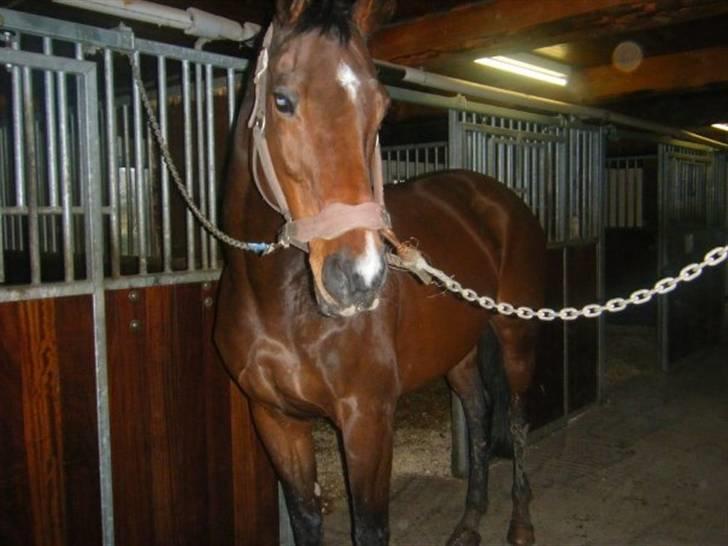 Anden særlig race Sheza - Leveret tilbage   - Ihhh, er hun ikke bare smuk :) billede 3