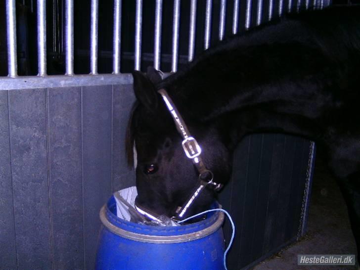 Anden særlig race Zappa<3 † R.I.P d.13-5-09 - Foto: heidi<3 "Der er godbidder i bunden!"<3 :D billede 10