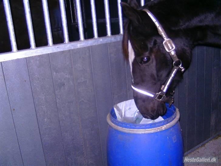 Anden særlig race Zappa<3 † R.I.P d.13-5-09 - "Gi mig dem!"<33 d; Foto: Heidi billede 11