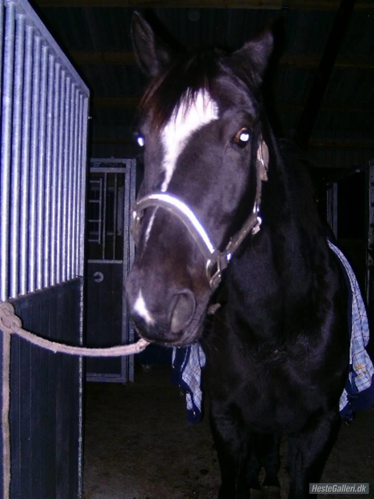 Anden særlig race Zappa<3 † R.I.P d.13-5-09 - She is so pretty!<33 Foto: Heidi. billede 12