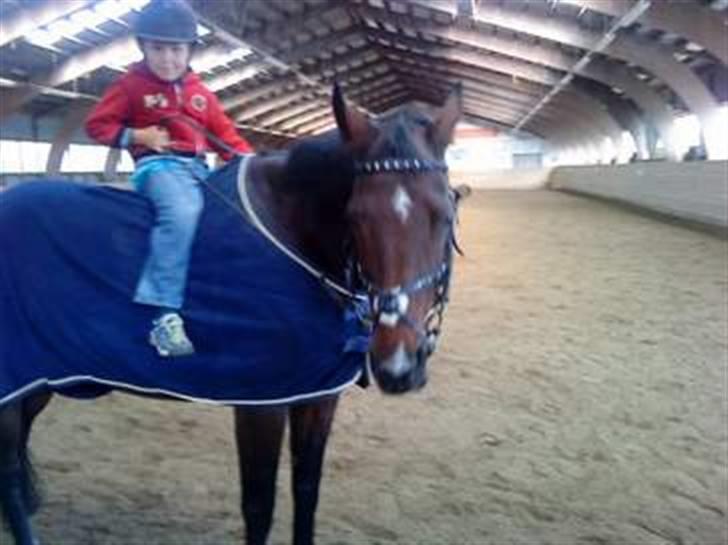 Anden særlig race Sheza - Leveret tilbage   billede 5