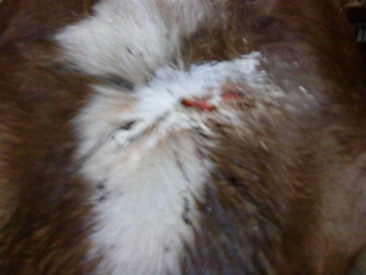 Anden særlig race Nynne (halvpart)  TIDER:/ - sån så nynnes pande ud en dag jeg kom ud til hende): der er ikk nogle der ved hvad der er sket? men det ser super fint ud nu:D billede 9