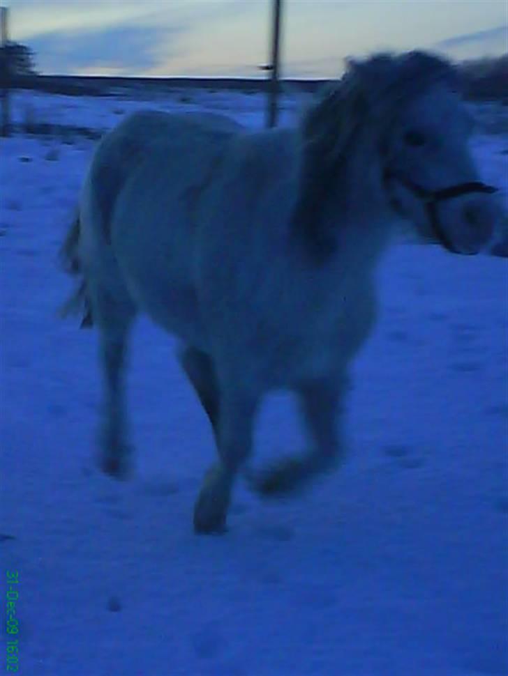 Anden særlig race misty - jeg er hurtig som lynet. taget af: mig billede 3