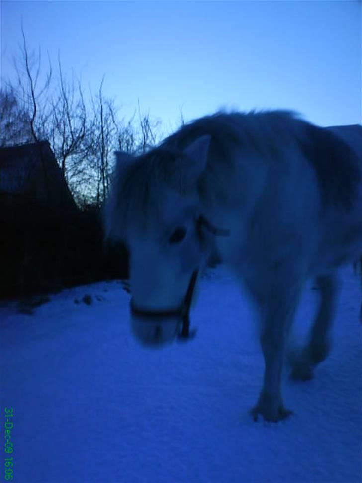 Anden særlig race misty - hvad laver du frederikke. taget af:mig billede 5