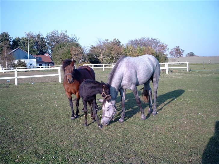 Dartmoor Celeste Frydenlund - solgt - Savannah, Nørelunds Piano og Celeste Frydenlund billede 7
