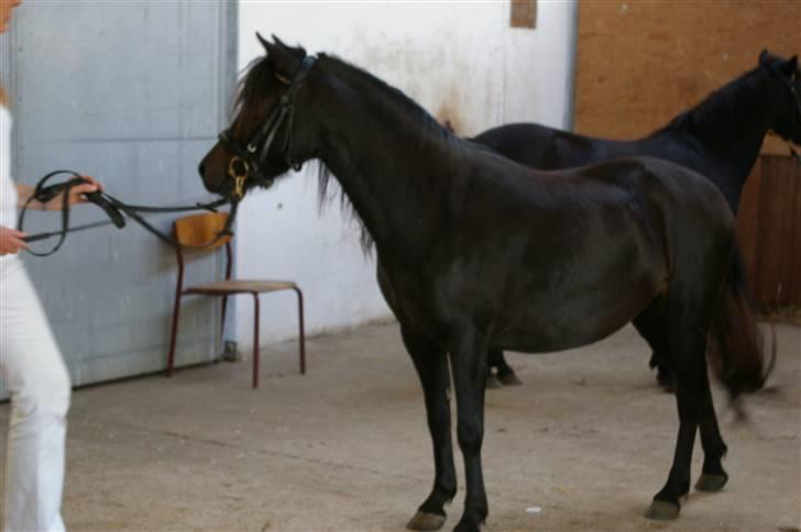 Dartmoor Celeste Frydenlund - solgt billede 8