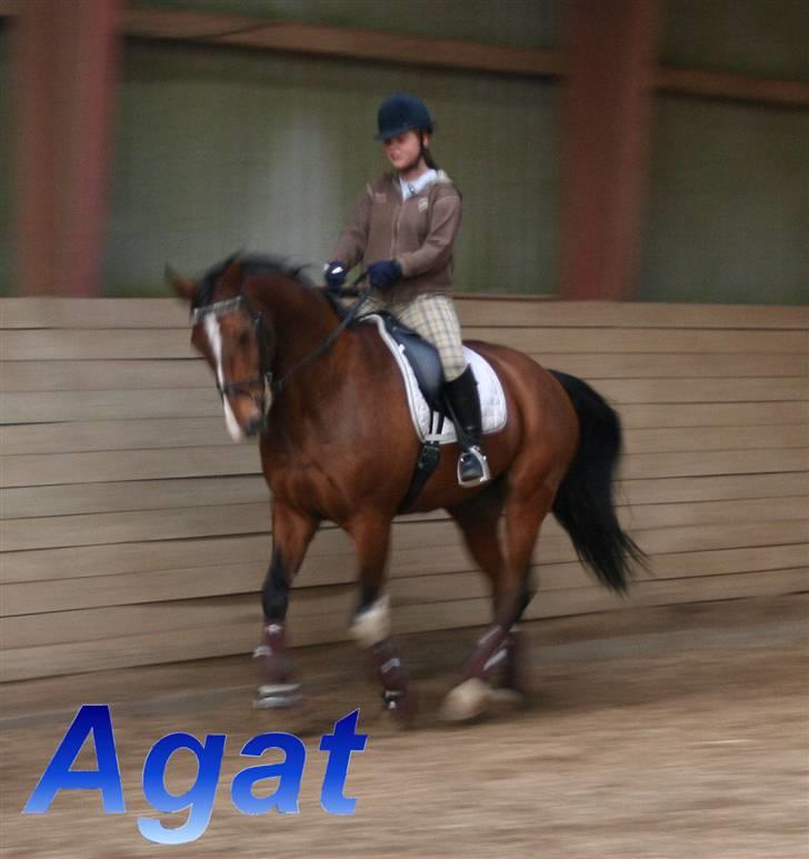 Dansk Varmblod Agat   billede 20