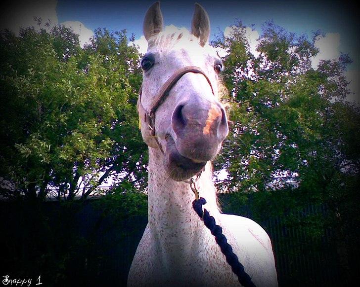 Anden særlig race Snappy .<'3 - Velkommen til den gamle profil. <3 Foto: Mig billede 1