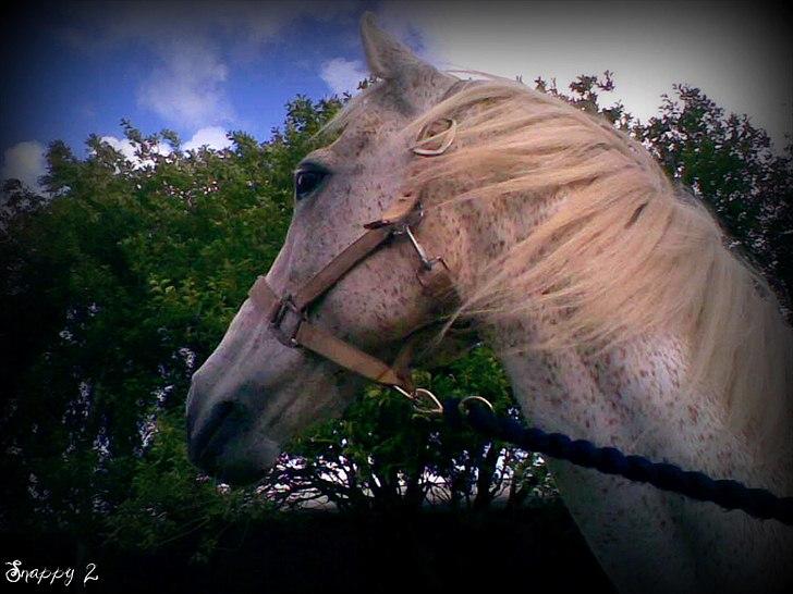 Anden særlig race Snappy .<'3 - Lad vinde tage dig til et evig mark. <3 Foto: Mig billede 2