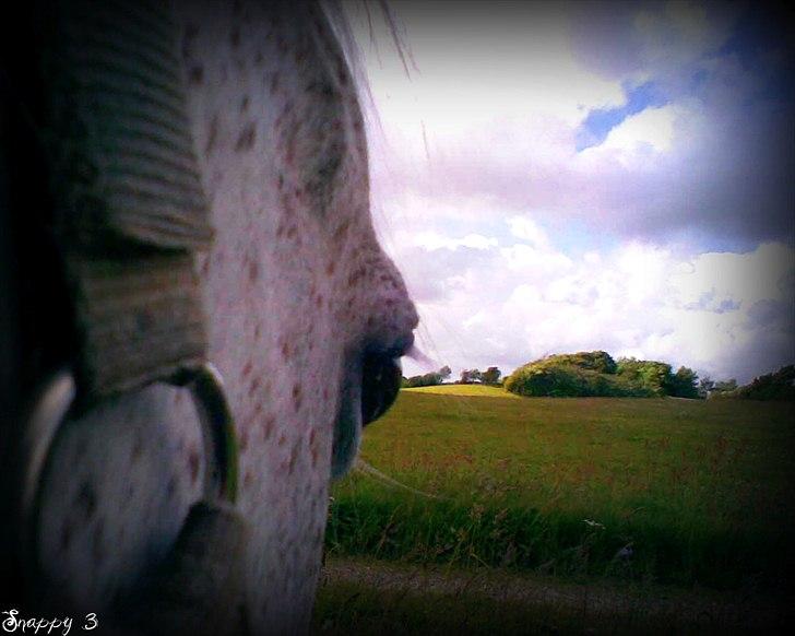 Anden særlig race Snappy .<'3 - Du så den lange eventyr, vi har bragt sammen. Som jeg har elsket og hadet! <3 Foto: Mig billede 3