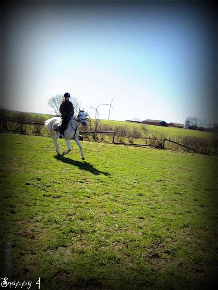 Anden særlig race Snappy .<'3 - Fordi Du tog mig tættere på drømmen! <3 Foto: Pernille TAK! billede 9