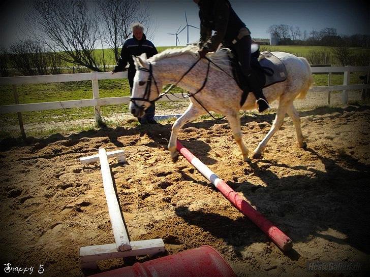 Anden særlig race Snappy .<'3 - Fordi du gjorde hvad jeg bad dig om, selvom det ikke var din y-disciplin. (y´) Foto: Pernille TAK! billede 10