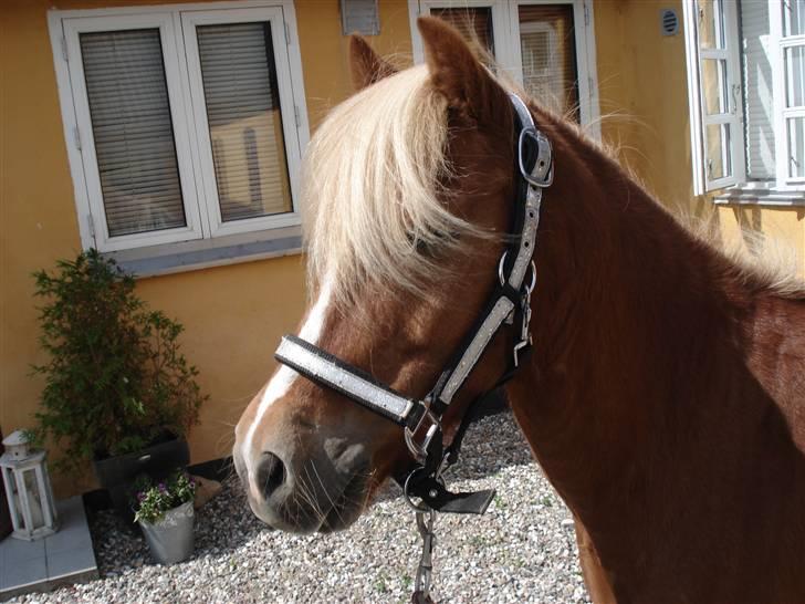 Anden særlig race Marquis billede 16