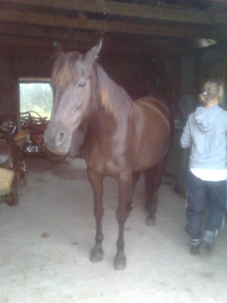 Traver Rolet Bangsbo solgt:'( - prøvede lige at longser hende men det gik ikke så godt billede 1