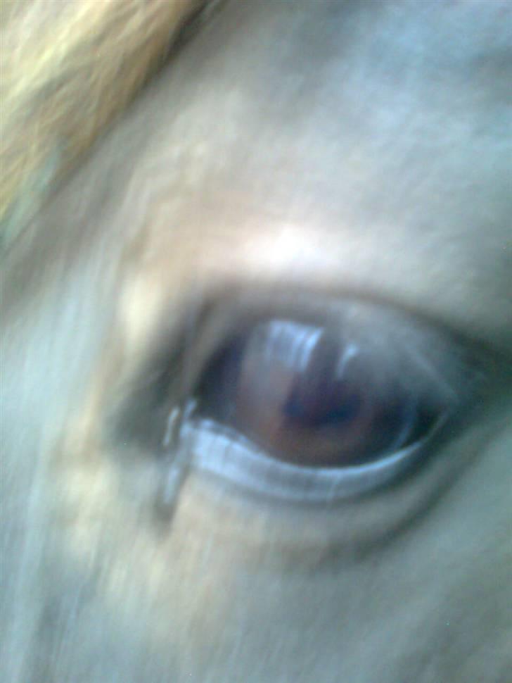 Traver Rolet Bangsbo solgt:'( - hun ved ikke hvad hun skal fordi jeg ikke viser det godt nok billede 2