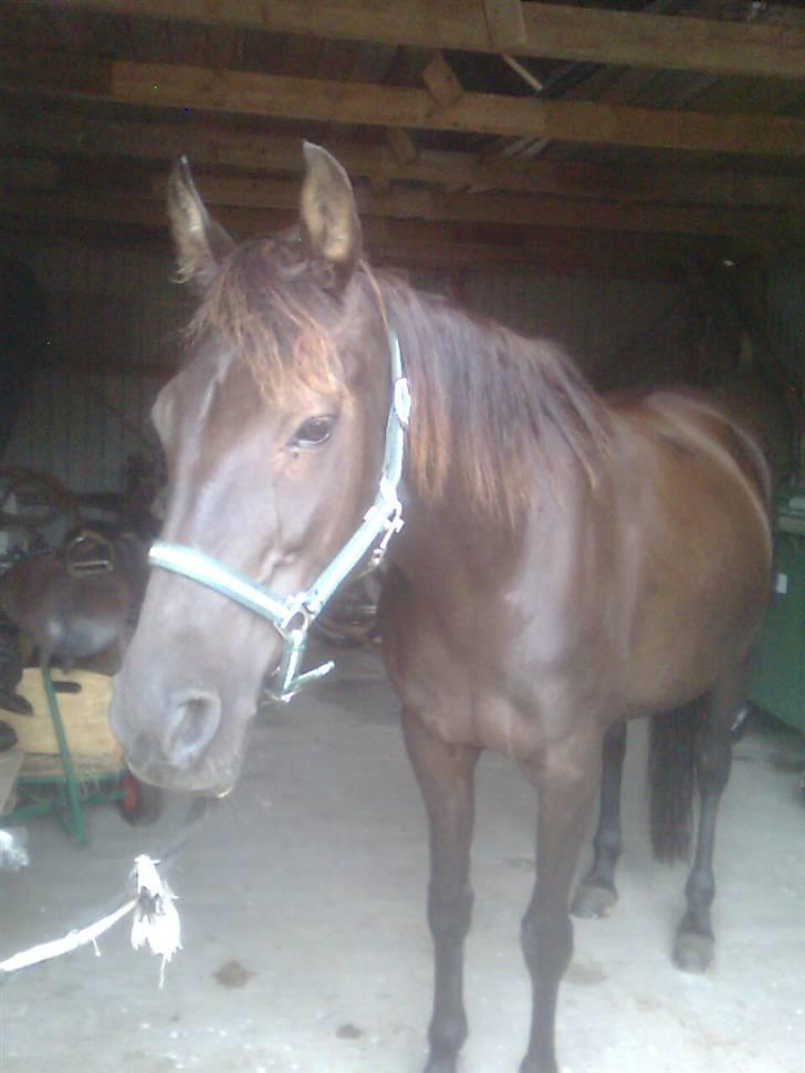 Traver Rolet Bangsbo solgt:'( - blive striglet og nusset lid  billede 3