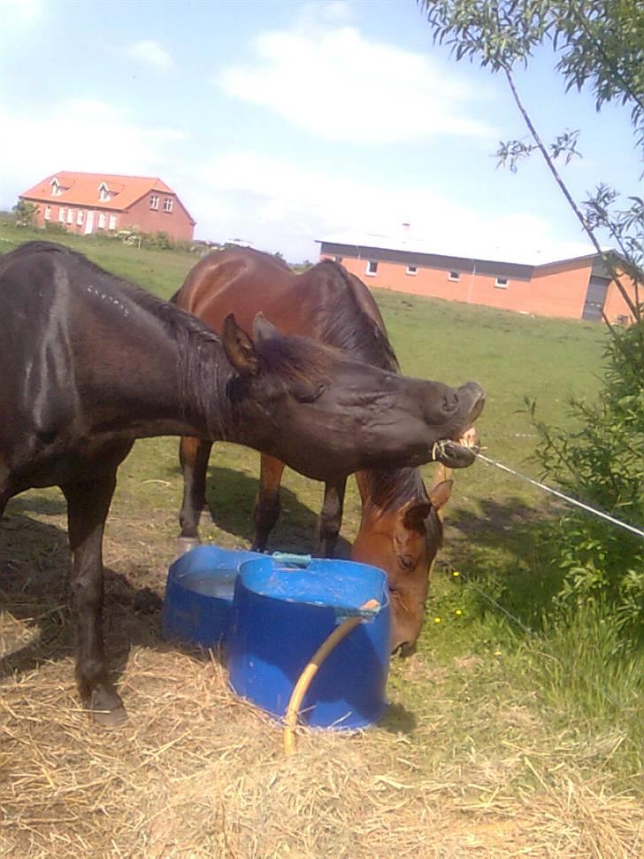 Traver Rolet Bangsbo solgt:'( - lidt hygge skader ikke billede 4