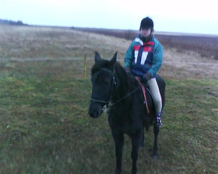 Traver Rolet Bangsbo solgt:'( - Lærke prøvede lige Rolet da hun ikke var så glad for at ride Stamro billede 5