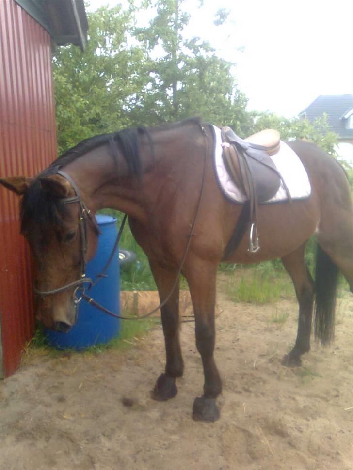 Traver Stamro R.I.P  - efter ride tur billede 1