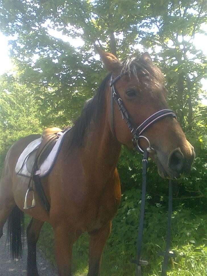 Traver Stamro R.I.P  - på vejen hjem;ii han var rimlig frisk så steg at og prøve at få ham til at flade lidt ned billede 2