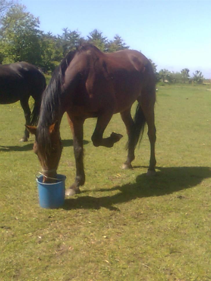 Traver Stamro R.I.P  - spise tid billede 3