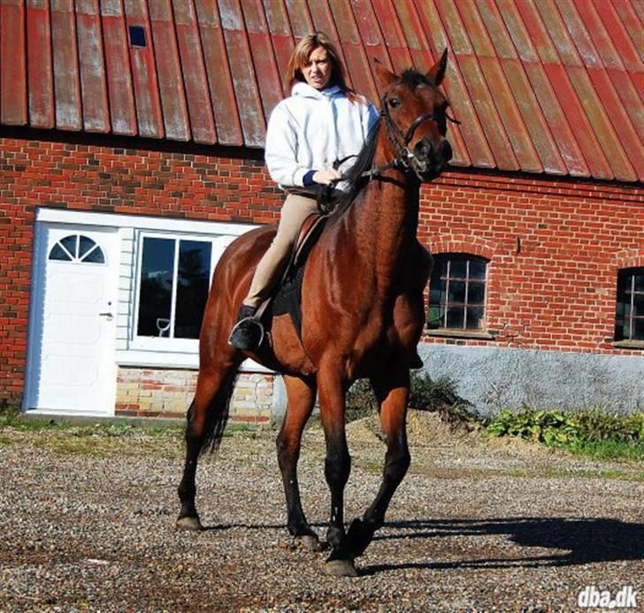 Traver Stamro R.I.P  - hans gamle ejer de rider ham billede 4