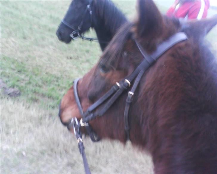 Traver Stamro R.I.P  - ride tur billede 5