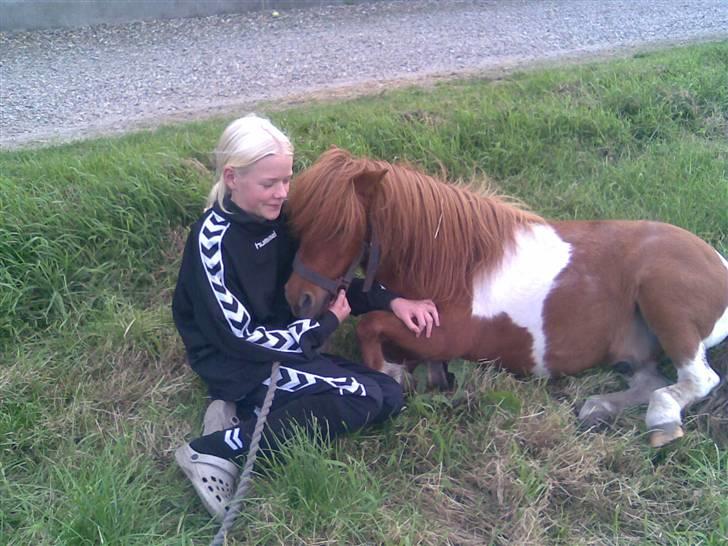 Shetlænder Chif billede 15