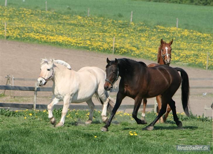 Fjordhest Sunshine Laban - Laban & Lukas, da de bliver lukket på græs :-). Han var da én af de første til at starte med. ;-) (Foto: Louise S. el. Ida D., tror jeg :D) billede 13