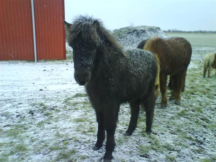 Islænder Ari fra Maag - Første gang han så sne billede 17