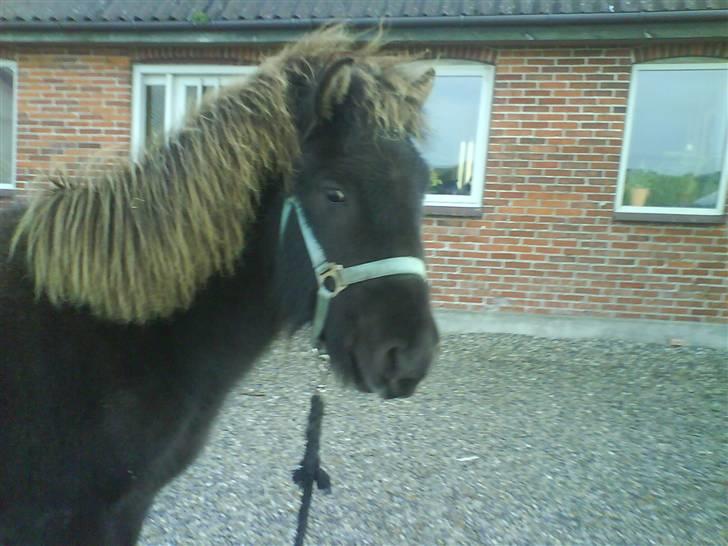 Islænder Ari fra Maag - En dag vi var ude og gå en tur billede 18