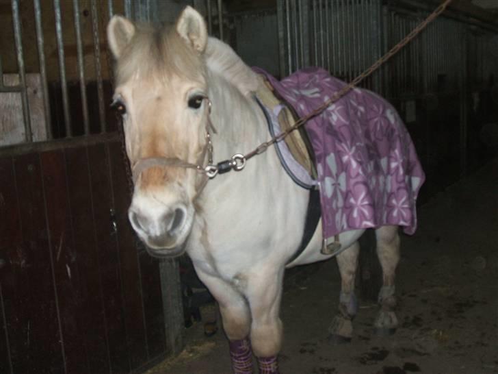 Fjordhest Sunshine Laban - Opsadling, til lidt dressur ridning :-) (Foto: mig) billede 14