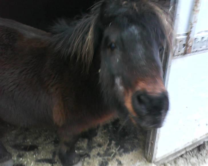 Shetlænder Charlie R.I.P :'( elsket & savnet !! <'3 - jeg vil også have et kys billede 7