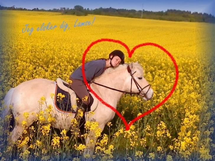 Fjordhest Sunshine Laban - Dejlige pony :-) - jeg savner dig! (Foto: Jeanette Mehl) billede 15