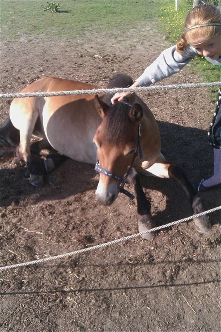 Gotlandsruss Bobbi *solgt & savnet* - mig og bobbi<3 billede 2