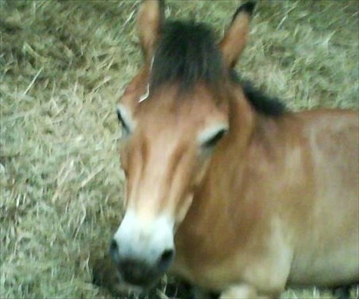 Gotlandsruss Bobbi *solgt & savnet* - bobbi ligger ned i boksen<3 billede 4