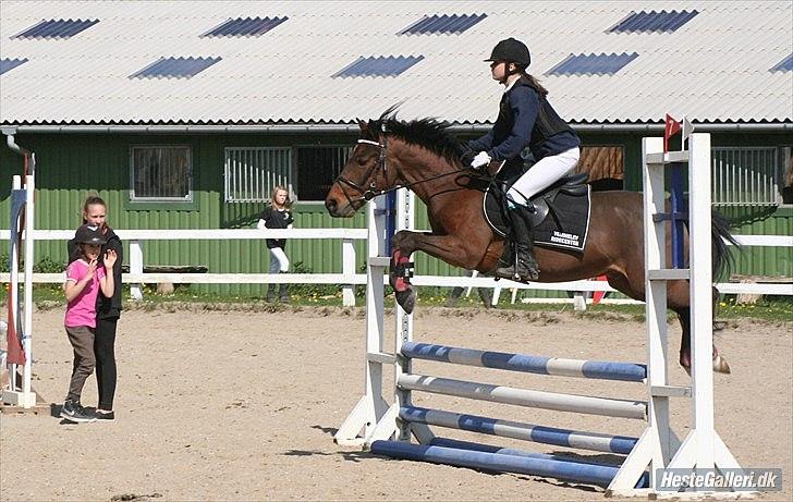 Anden særlig race Bysteds Kassio - spring stævne i SLRK :D billede 9