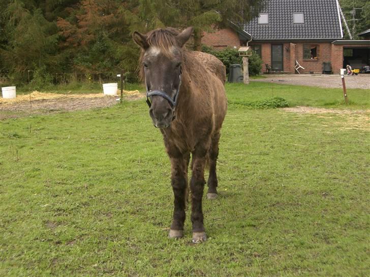 Islænder Siggi fra Ellekærgår *R.I.P. savnet*  - Hvad er det du står med????? billede 3