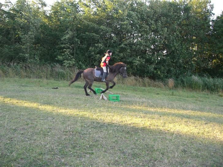 Islænder Siggi fra Ellekærgår *R.I.P. savnet*  - Her er vi også ude og springe! billede 4