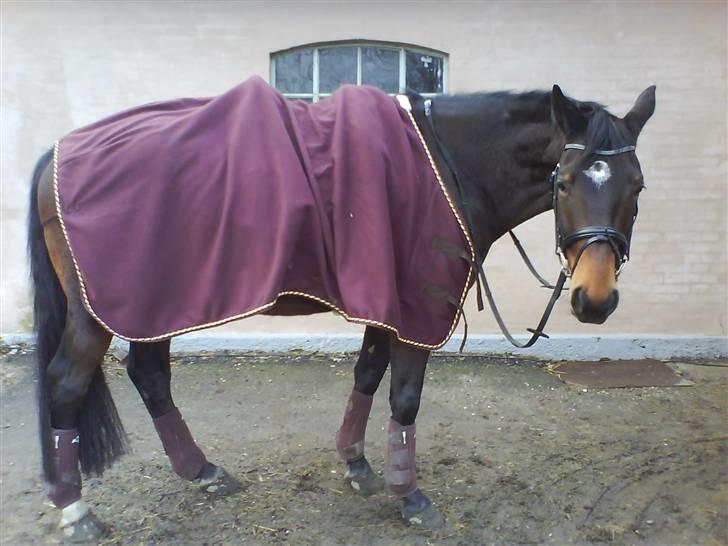 Trakehner Al Capone  - Så er der gang i genoptræningen. Pu ha det var koldt at ride på vej, hele vinteren over, men vi kom igennem det :-) billede 10