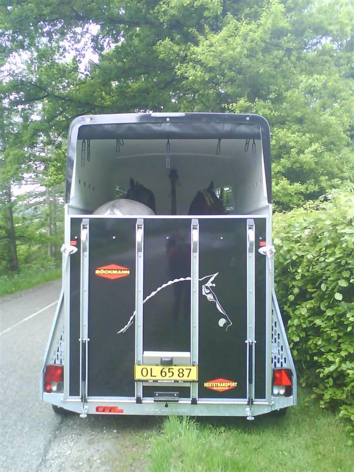 Holstener Contino - Contino og Cheval i traileren på vej hjem fra stævne ;) Uden for Victoria´s hus. billede 13