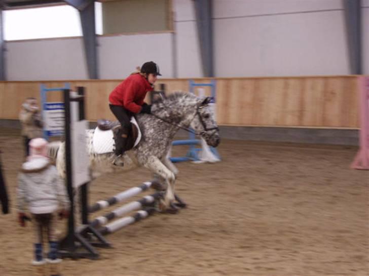 Appaloosa Benno *Solgt* billede 12